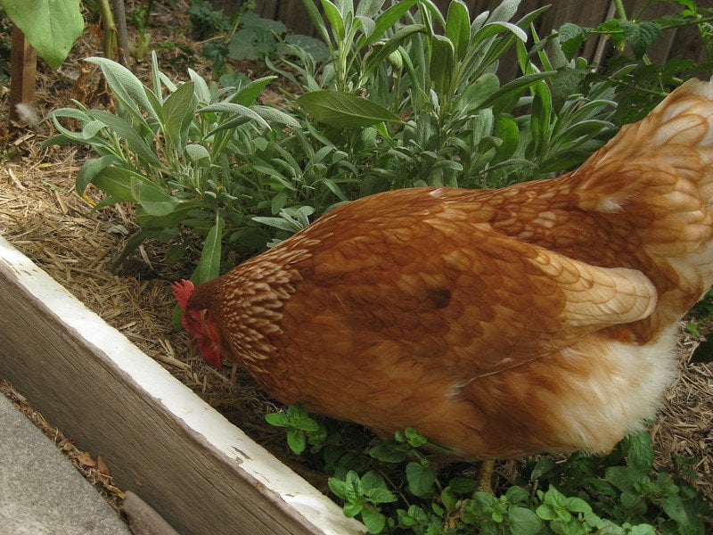 pet chickens as sustainability example in everyday lives
