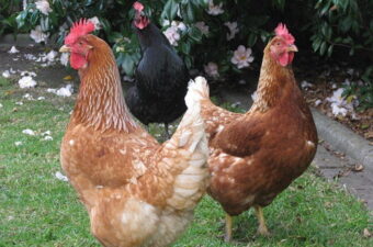 Keeping Pet Chickens In Your Backyard (Until They Retire)
