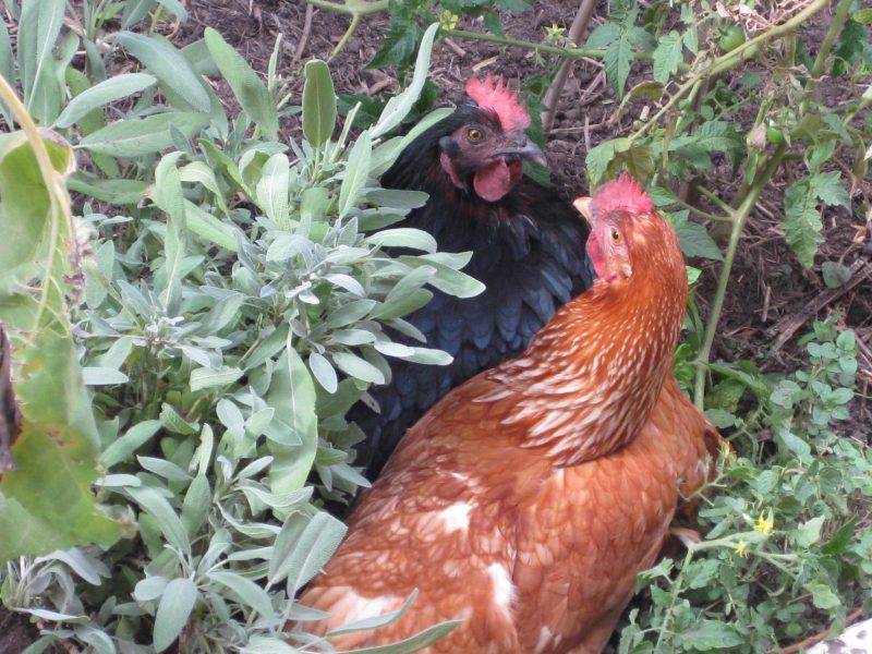 chickens are wonderful and useful pets