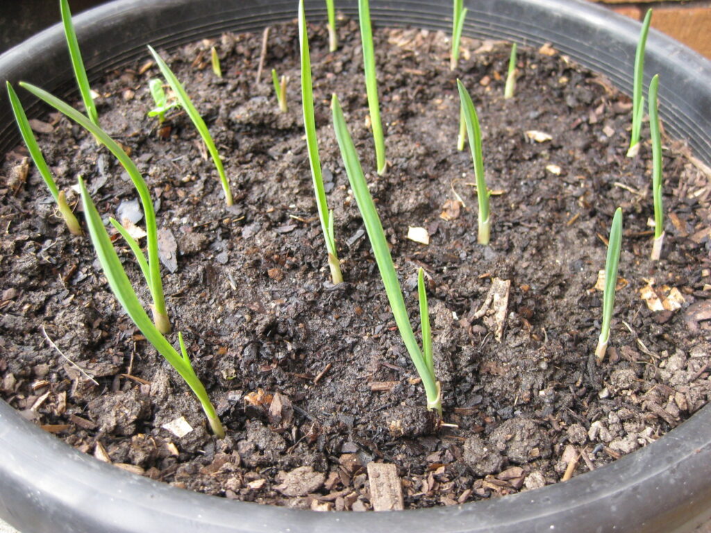 how to grow garlic