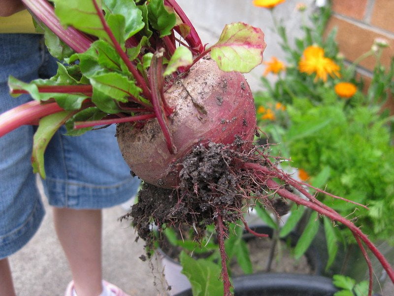 examples of sustainability in everyday life