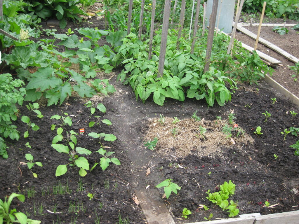 community garden 4 weeks after planting