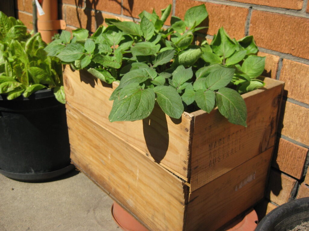 container garden