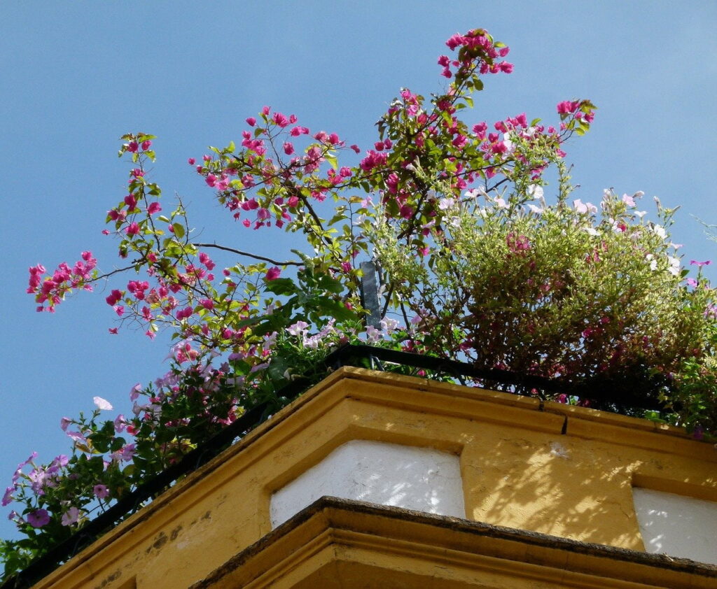 rooftop garden as an example of urban garden