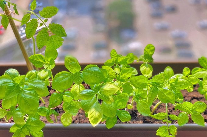 apartment garden - windowsill herbs