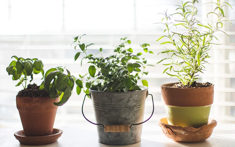apartment gardening