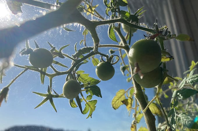 apartment gardening - windowsill tomatoes