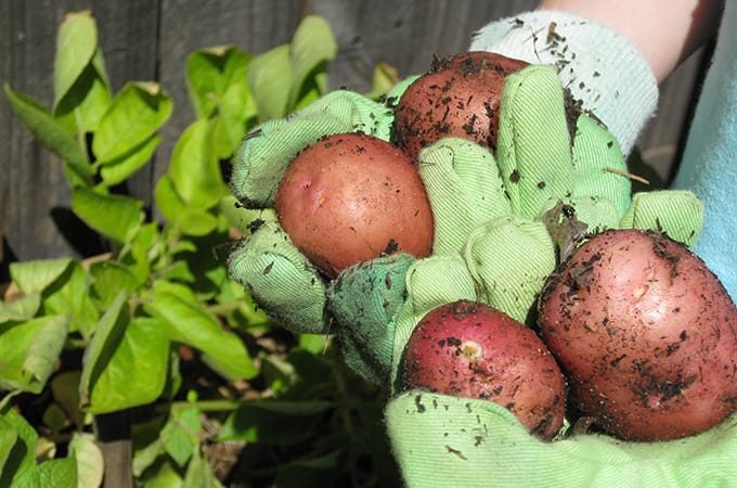 gardening with children - potatoes
