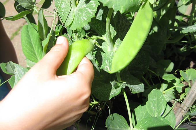 container gardening - snow peas