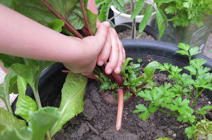 gardening with kids - beetroot