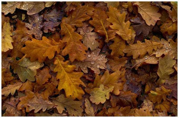 Brown Composting Materials: Dried leaves