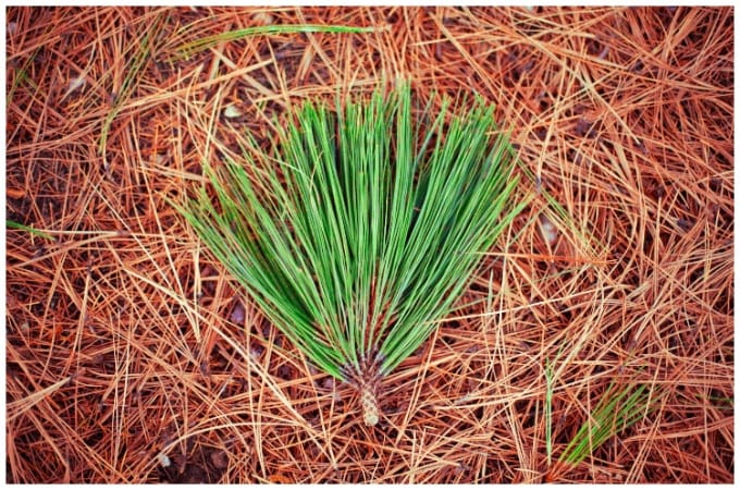 Composting Pine Needles At Home