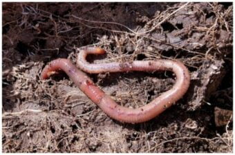 earthworms fun facts
